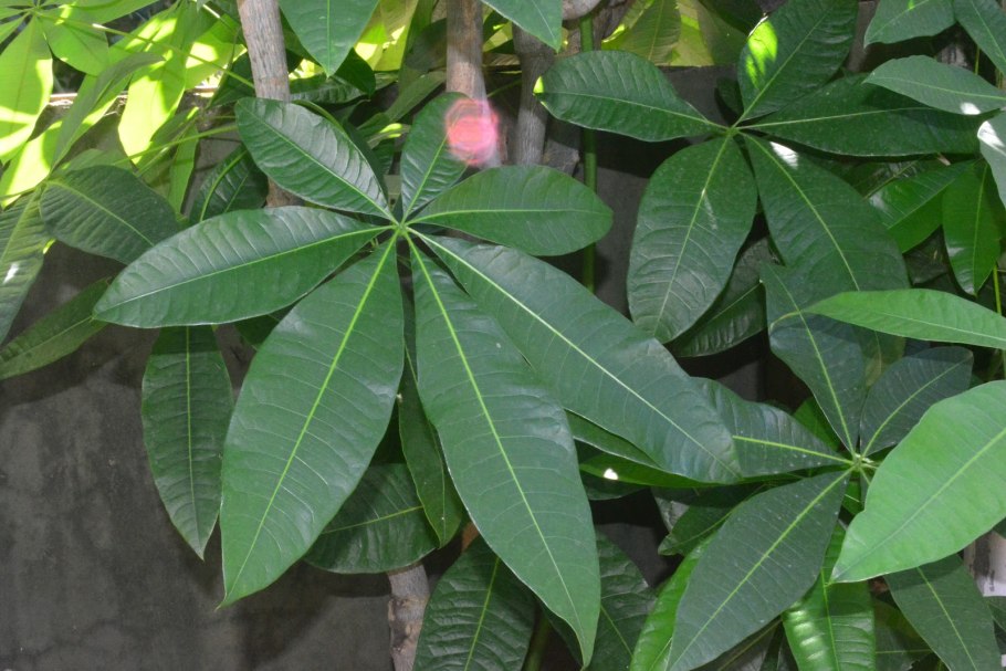 Ствол дерева с 6 корнями