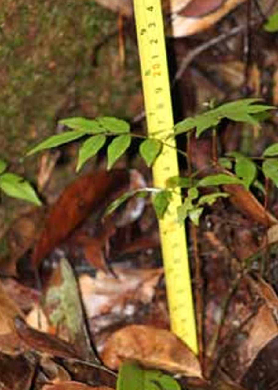 Dipterocarpus turbinatus