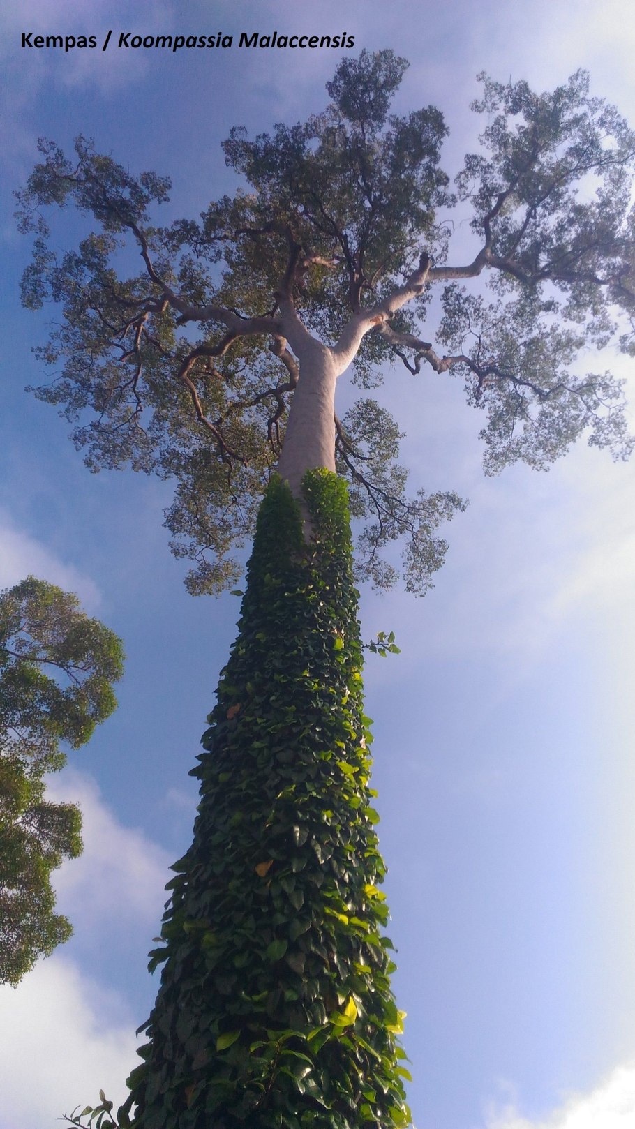 Дерево Компассия малаккская