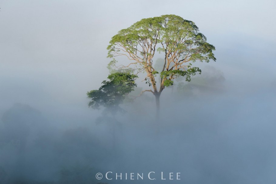 Диптерокарпус дерево