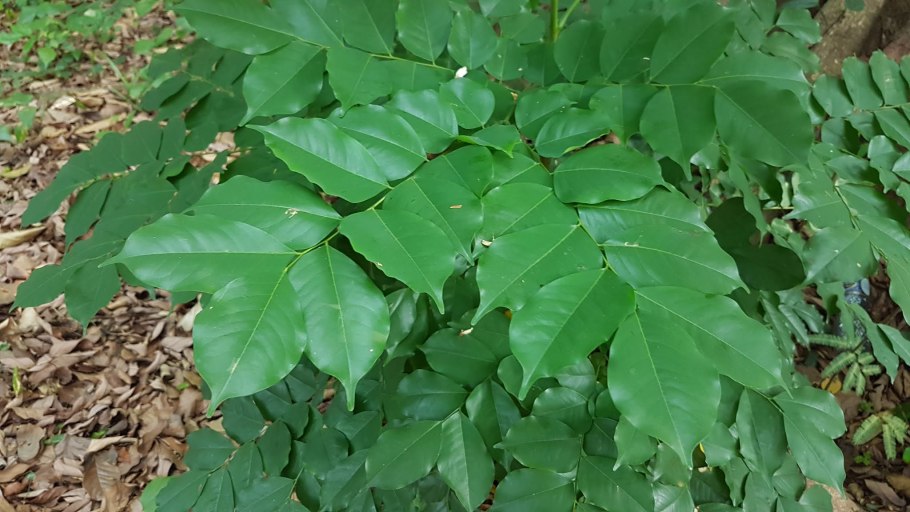 Dipterocarpus alatus giant Trees