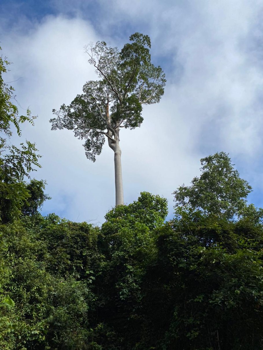 Koompassia malaccensis