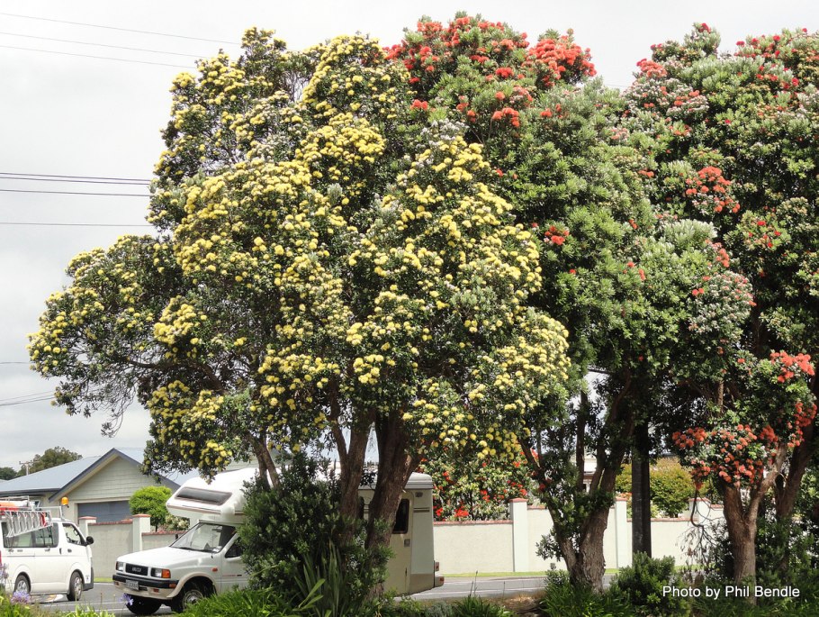 Метросидерос excelsa