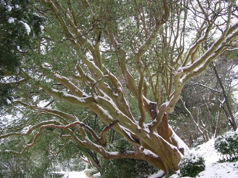 Компассия малаккская фото