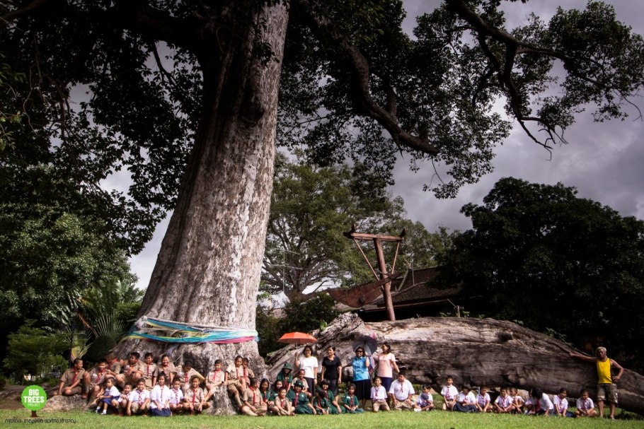 Древесный пень