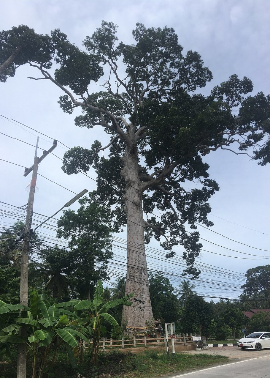 Брахихитон дерево