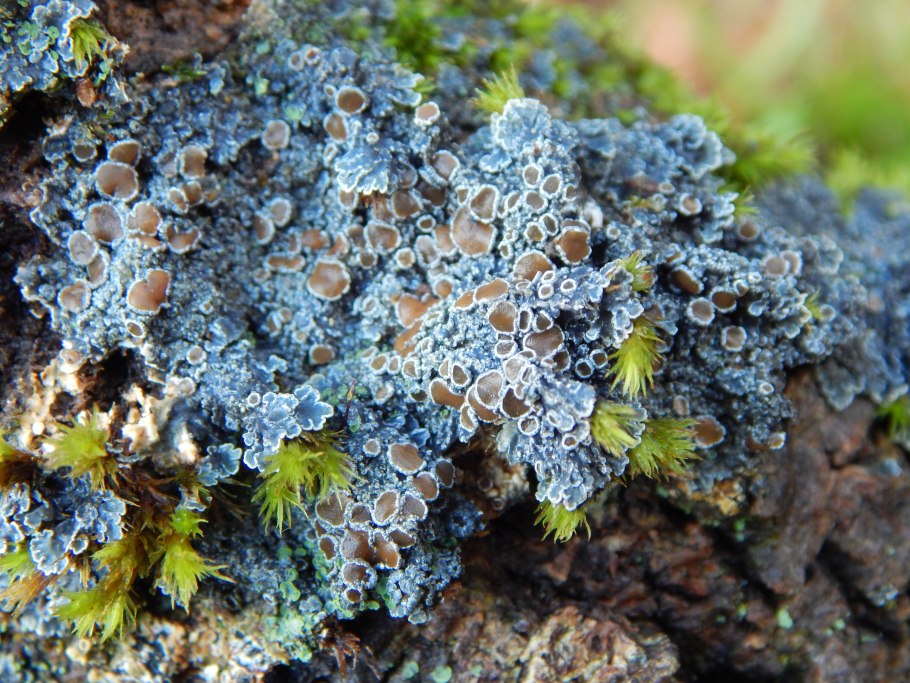 Лишайники накипные листоватые