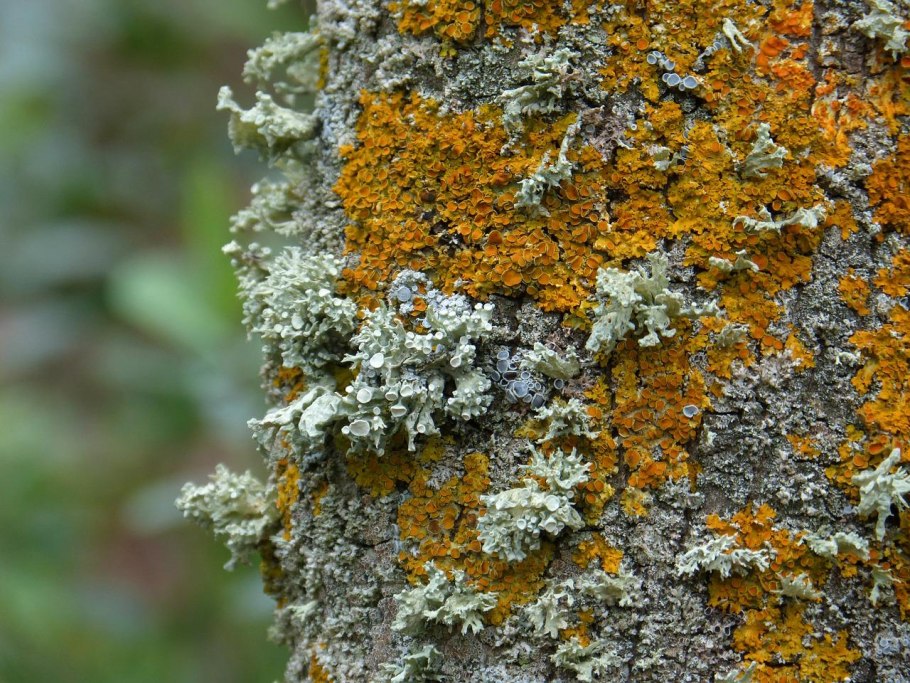 Лишайники листоватые кустистые