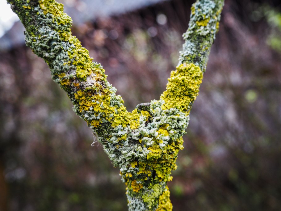 Лицедея лишайник ксантория