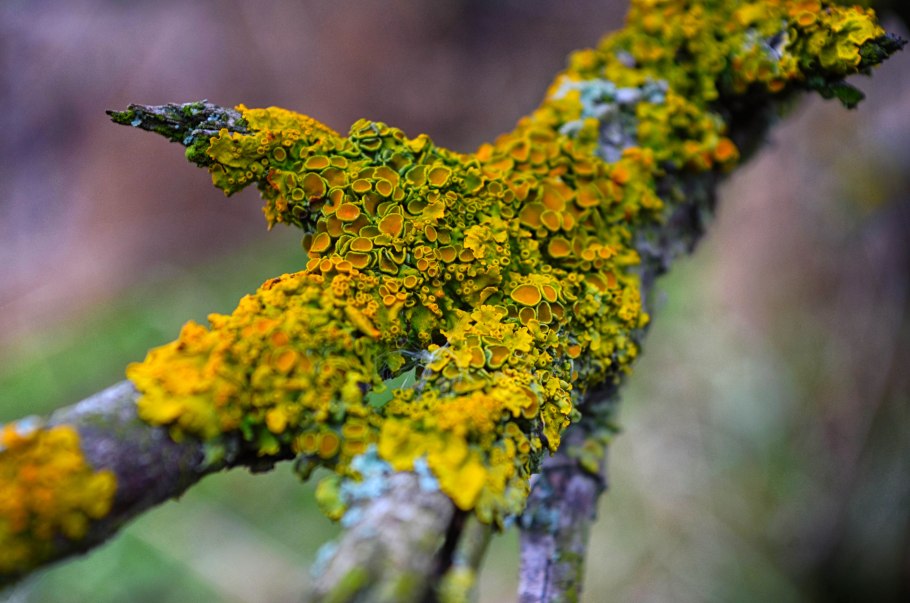 Накипные лишайники на деревьях