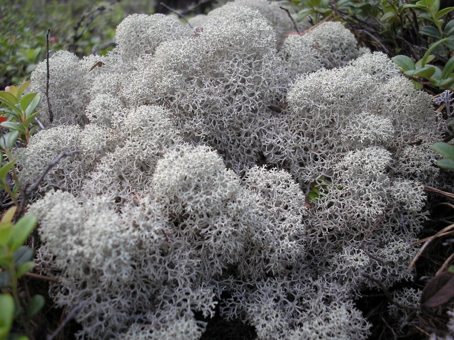 Лишайник зеленый кустистый