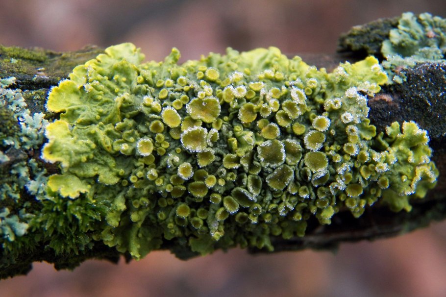 Лицедея лишайник