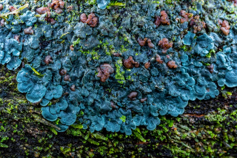 Кладонии ягель лишайник