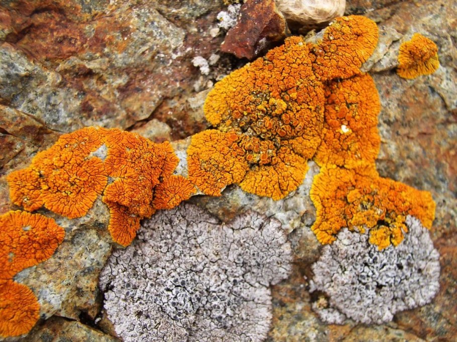Лишайники накипные листоватые