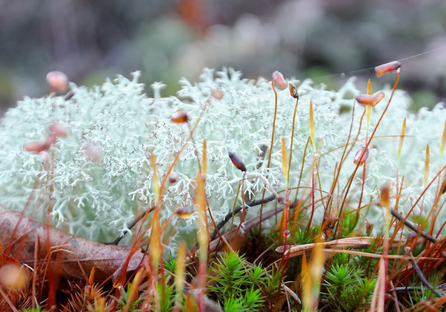 Ксантория лишайник