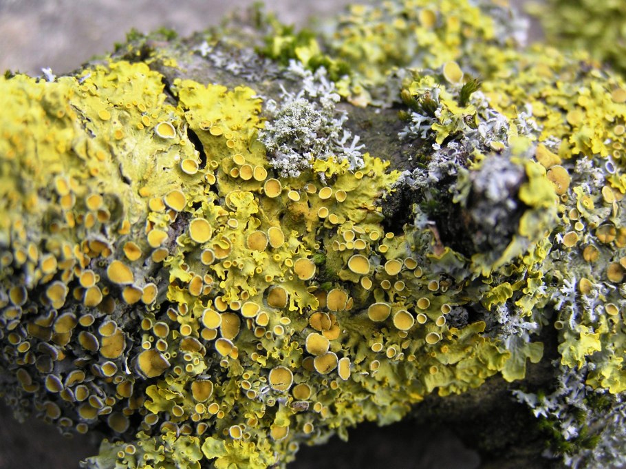 Накипные лишайники на деревьях
