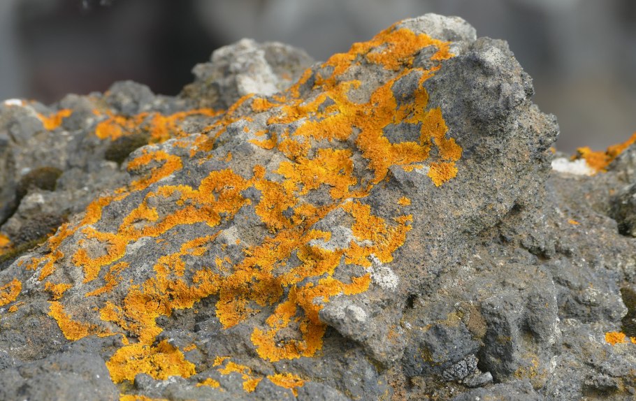 Цетрария эпифит