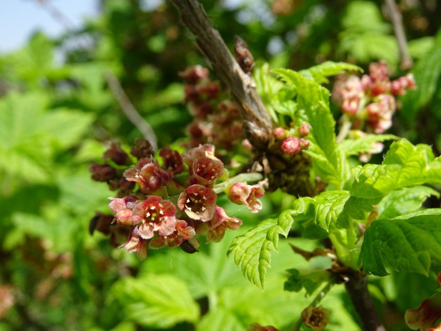 Смородина каменная