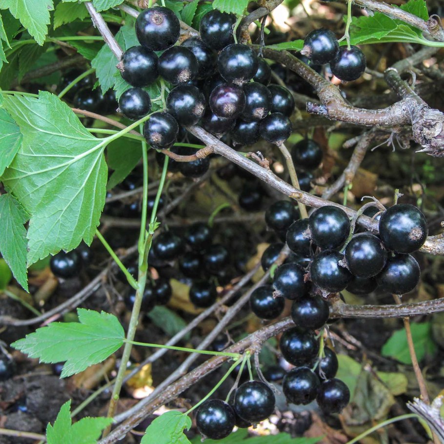 Смородина красная алая Зорька