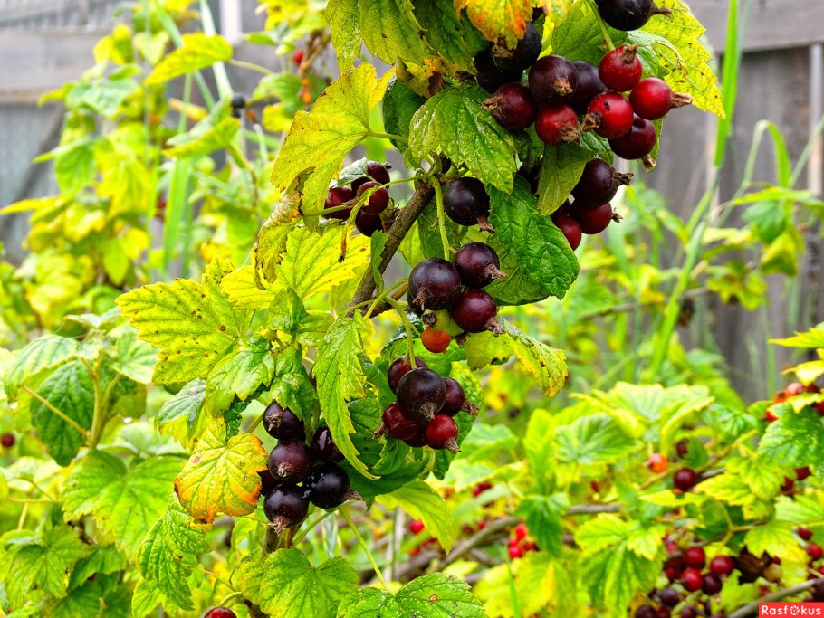 Книги про смородину для детей