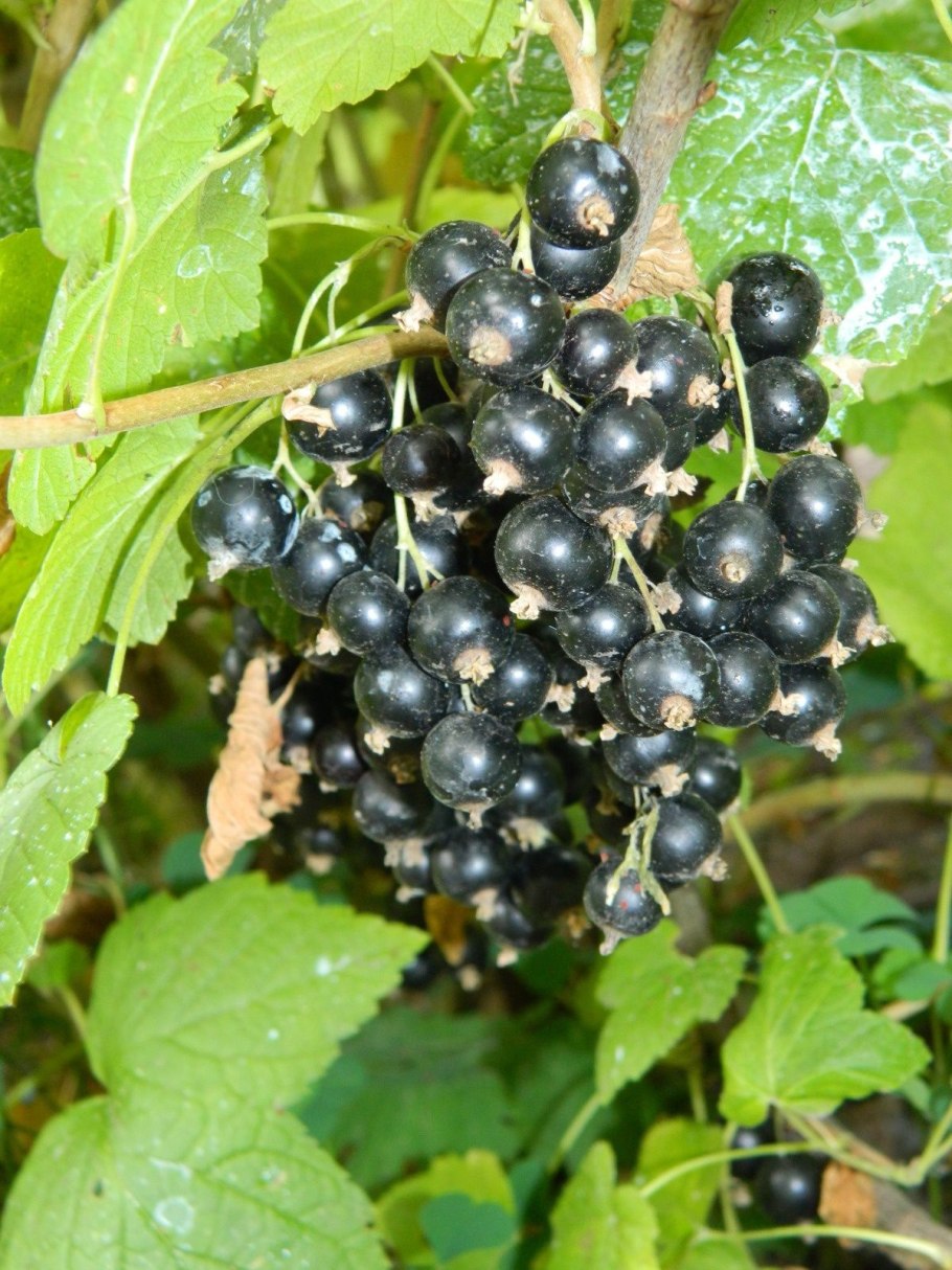 Цветная смородина