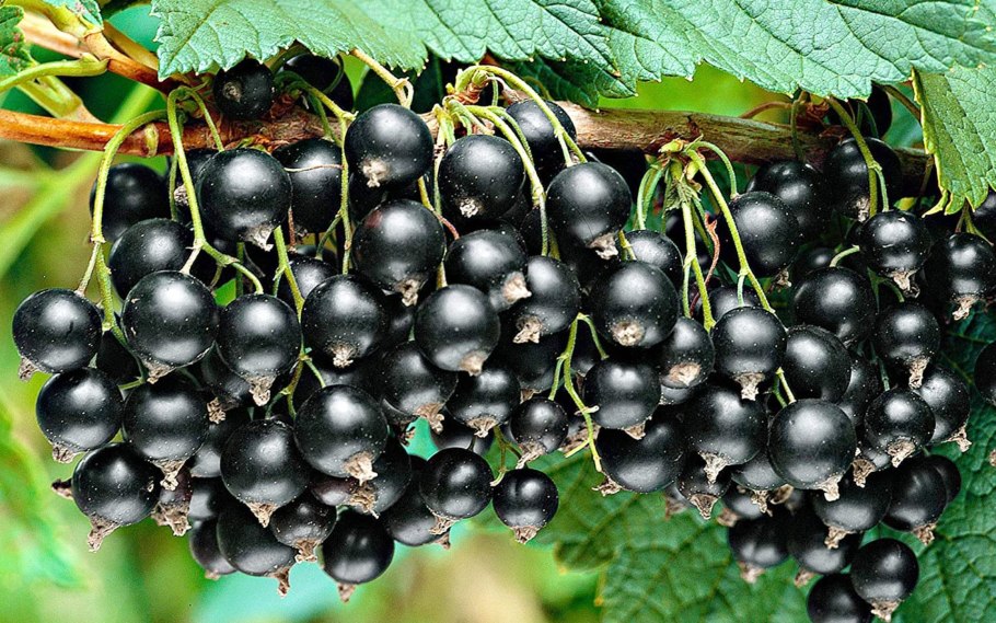 Красная круглая ягода в огороде