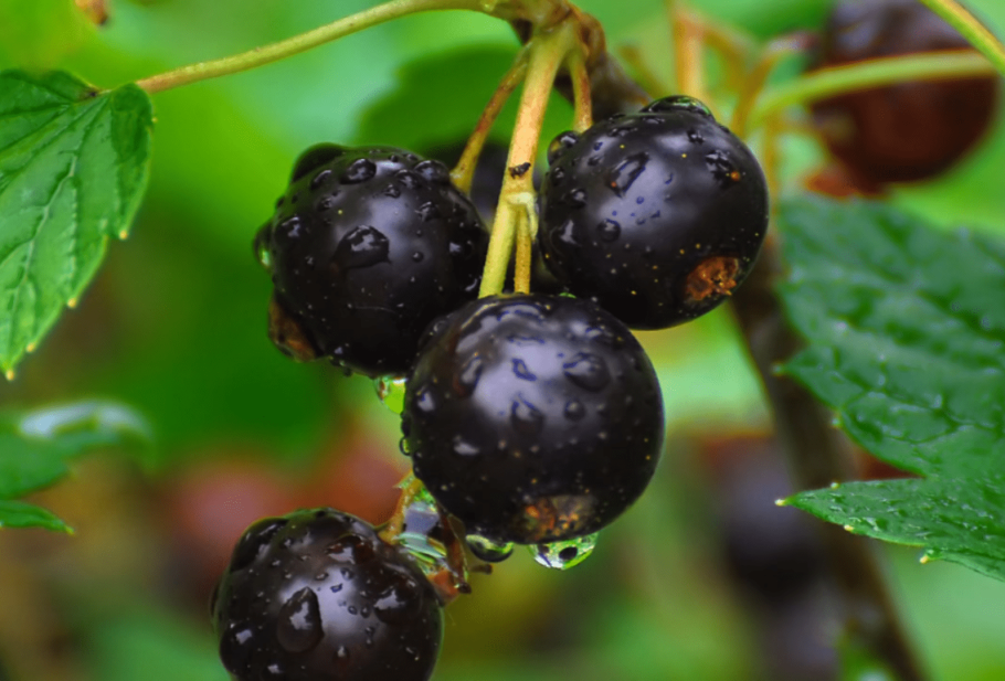 Кислые ягоды