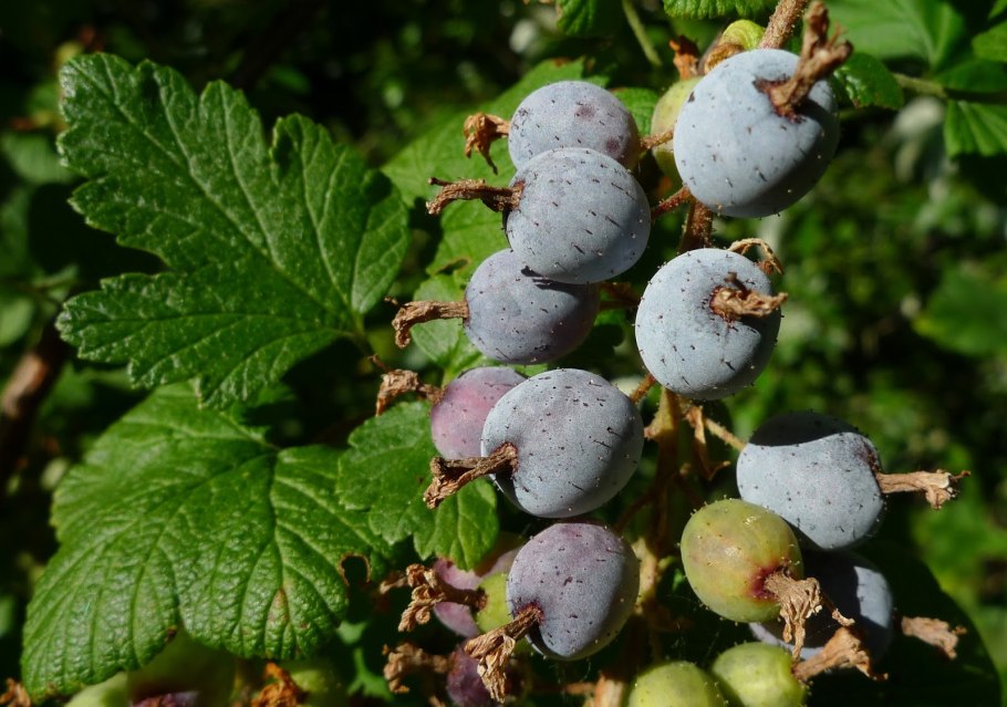 Картинки на рабочий стол смородина