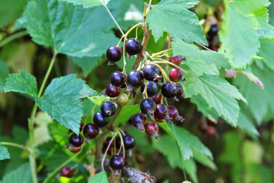 Кишмишная черная смородина