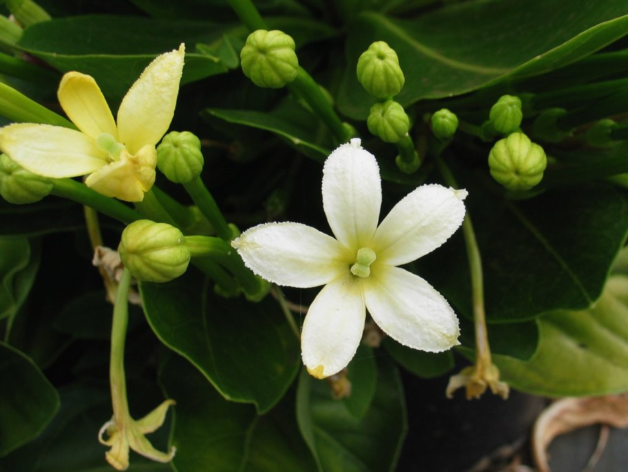 Brighamia insignis