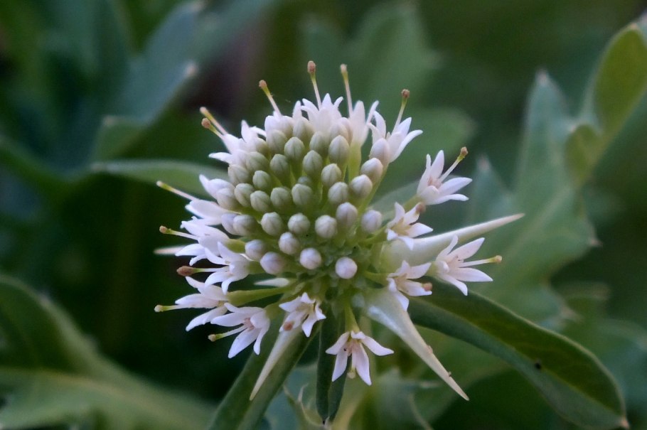 Порядок 9. Калицеровые (calycerales