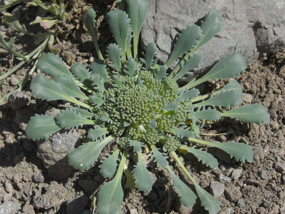 Nastanthus falklandicus