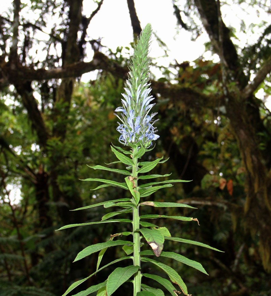 Калицеровые