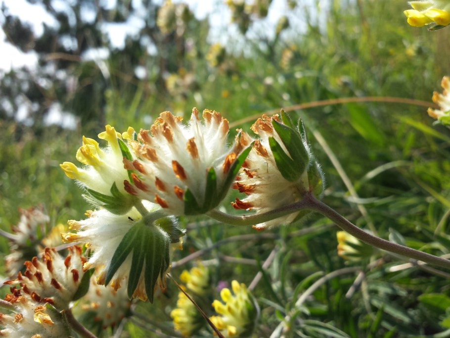 Anthyllis polyphylla