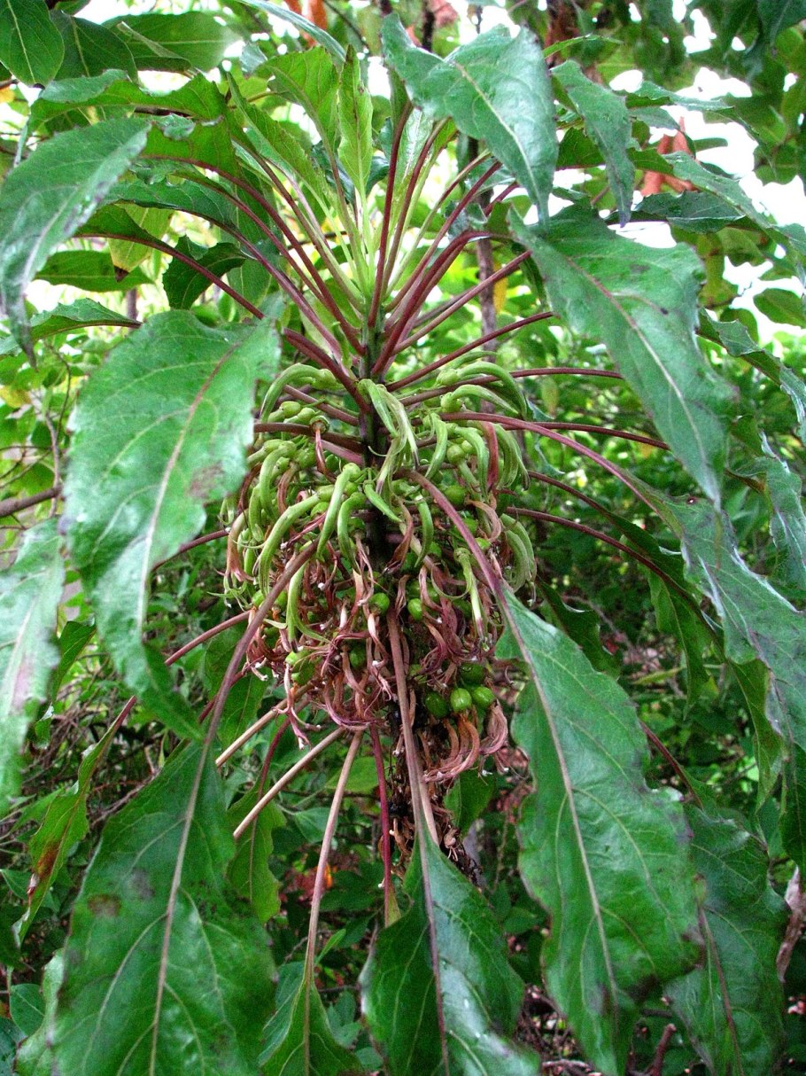 Дросера росянка