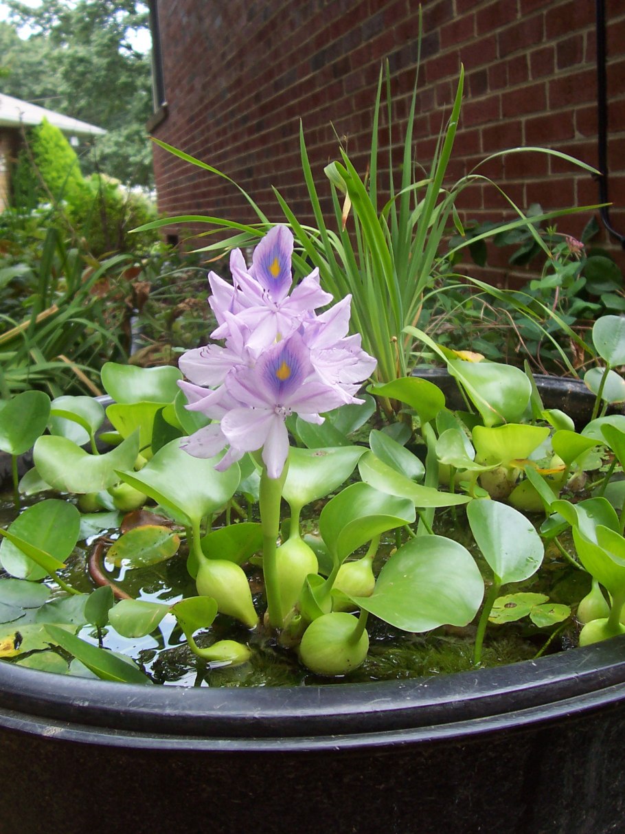 Эйхорния розовая