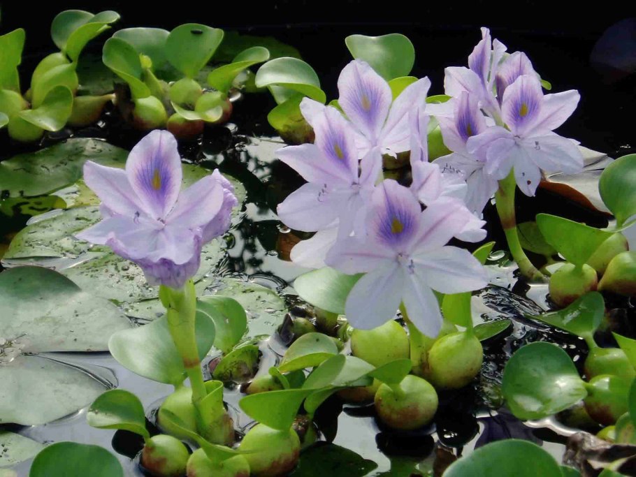 Водяной гиацинт (Eichhornia crassipes)