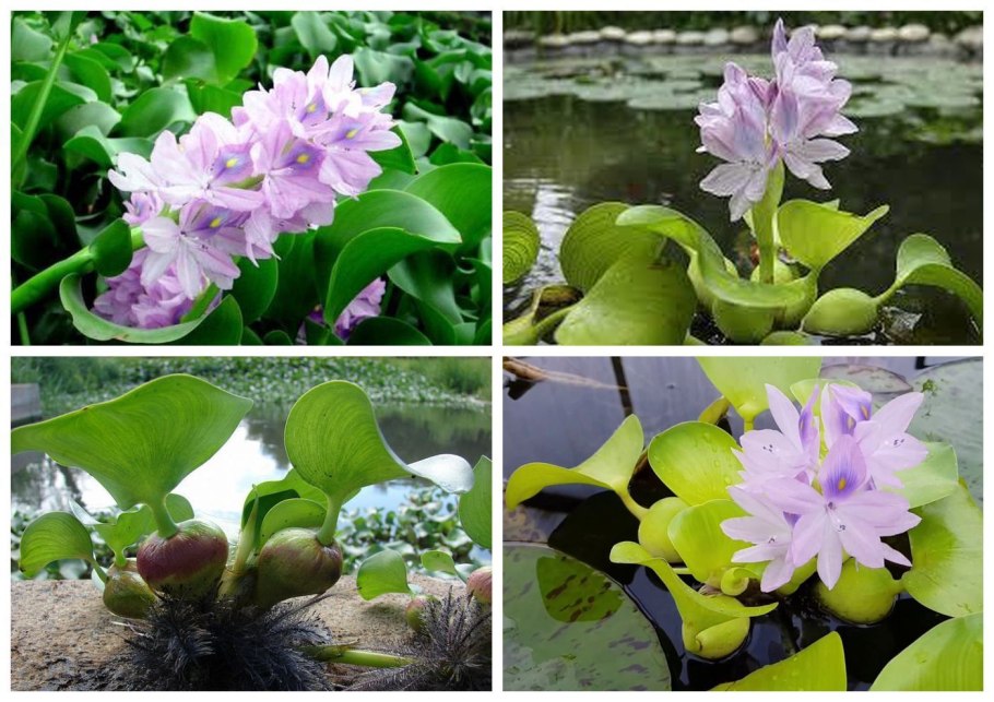 Эйхорния водяной гиацинт