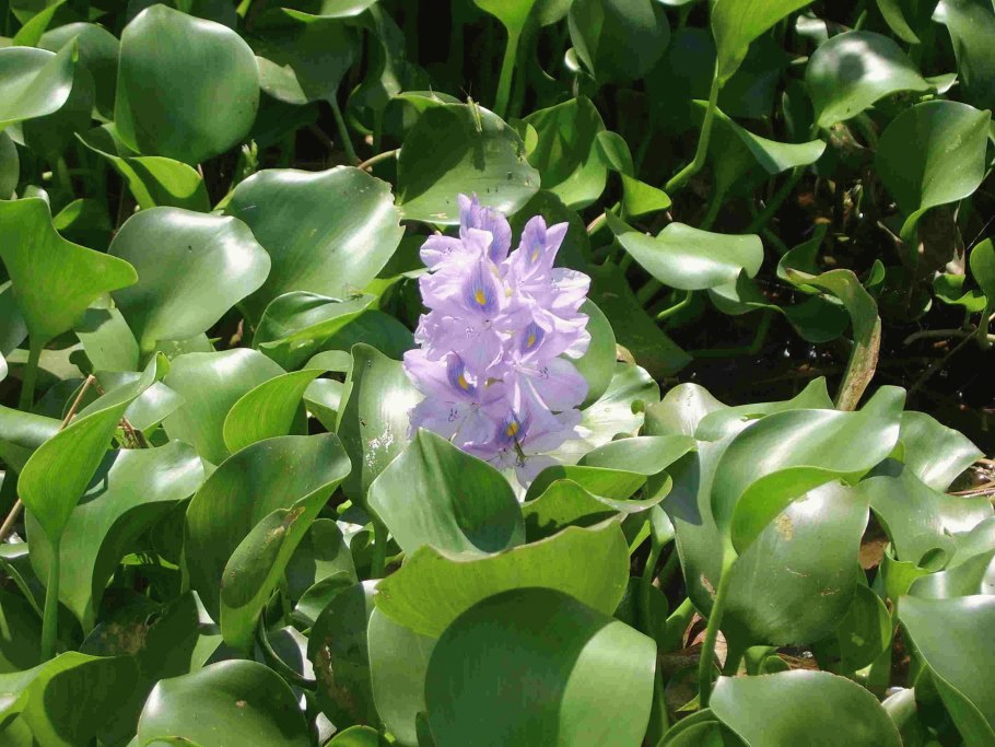 Эйхорния водяной гиацинт