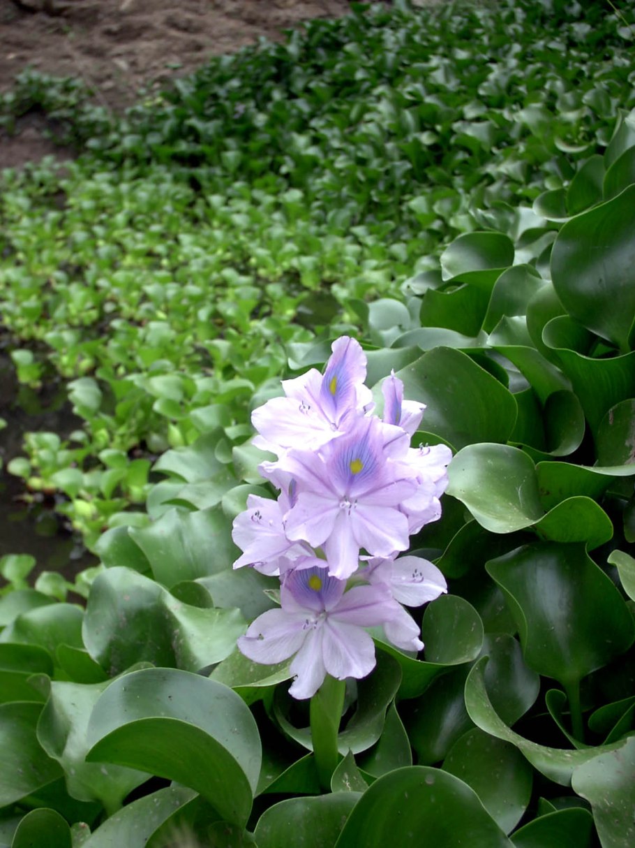 Эйхорния крассипес