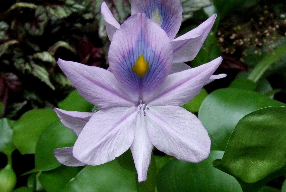 Водный гиацинт