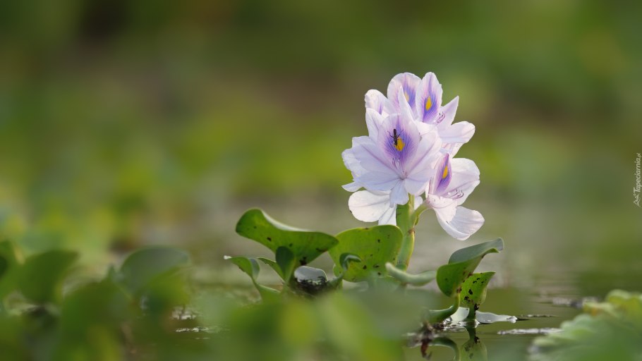 Водяно́й гиаци́нт водоросль