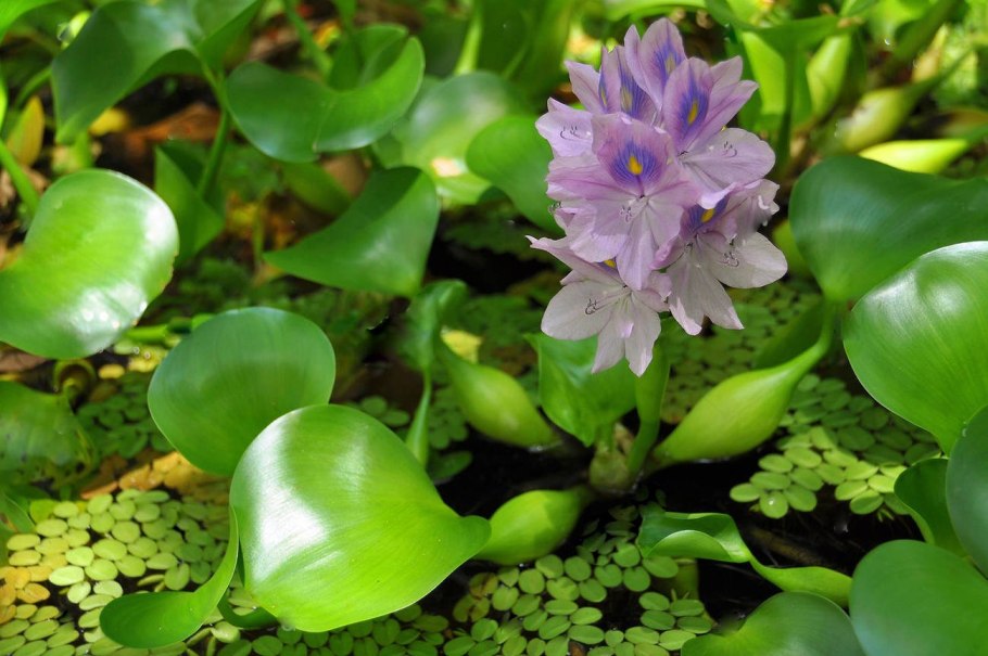 Эйхорния красная