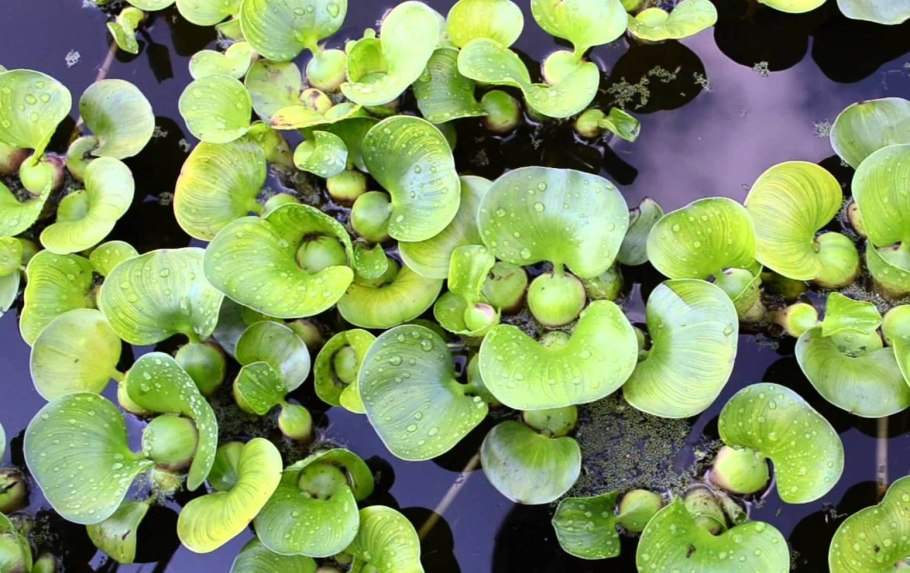 Цветок эйхорния