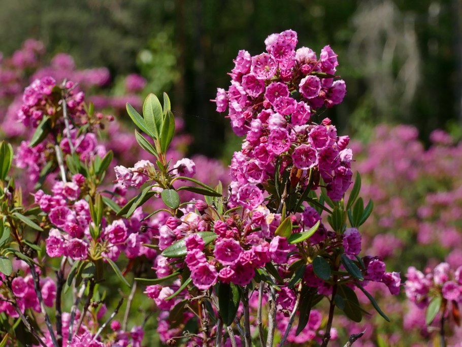 Кальмия широколистная идеал
