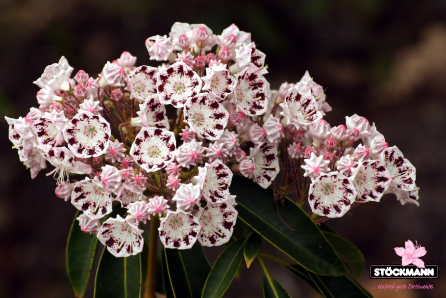 Кальмия широколистная Кипсейк