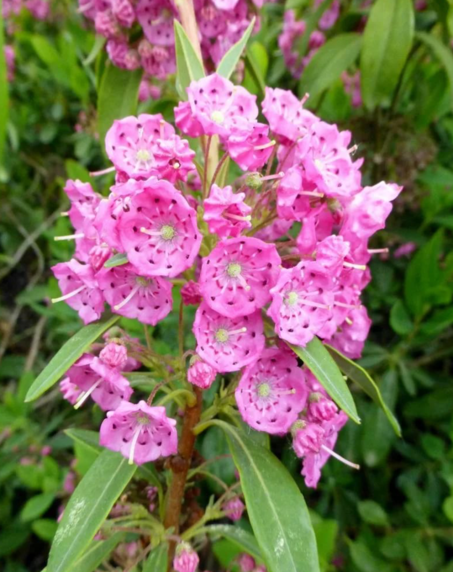 Кальмия rubra