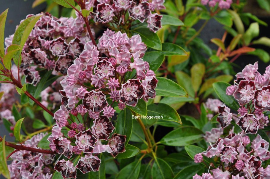 Кальмия широколистная Kalmia latifolia
