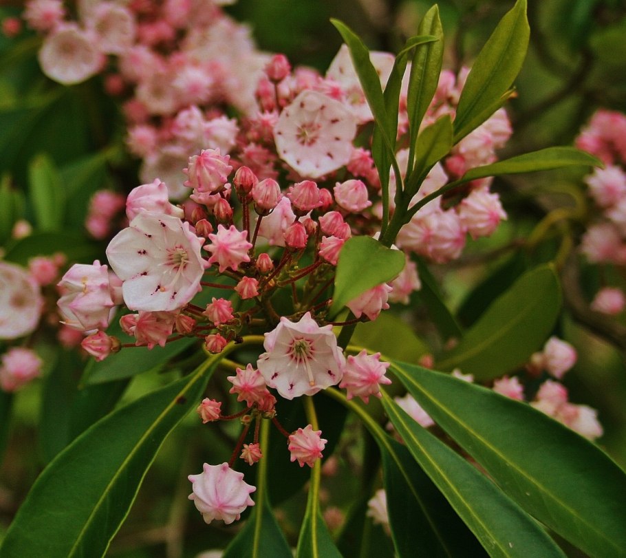 Кальмия широколистная гинкона