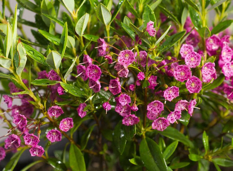 Кальмия узколистная rubra